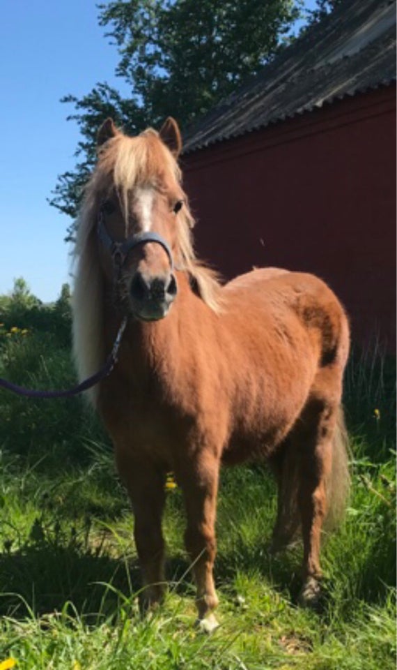 Blanding hoppe 13 år