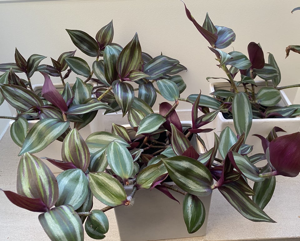 Potteplanter Tradescantia