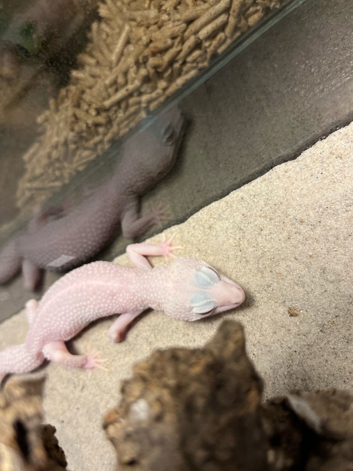 Gekko Leopardgekko