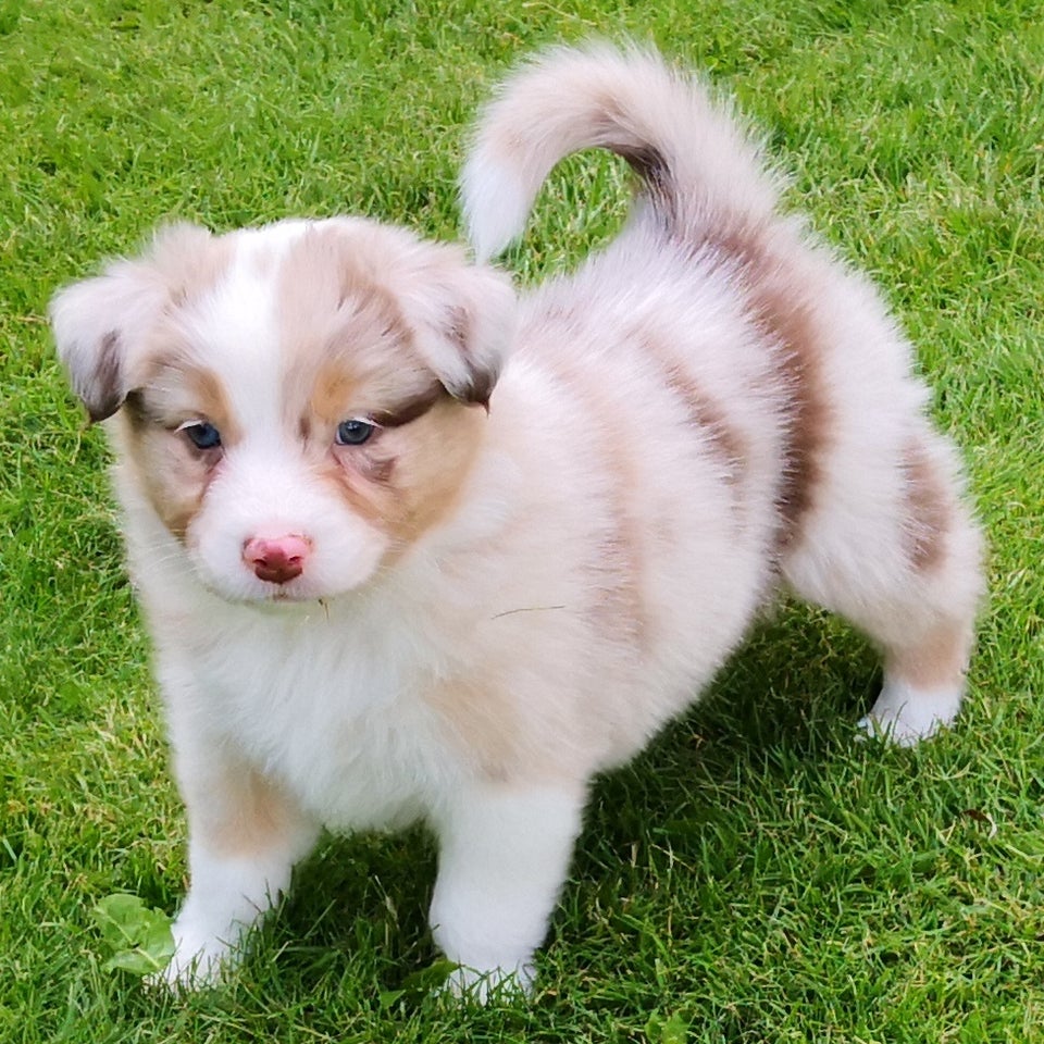 Australian shepherd hvalpe