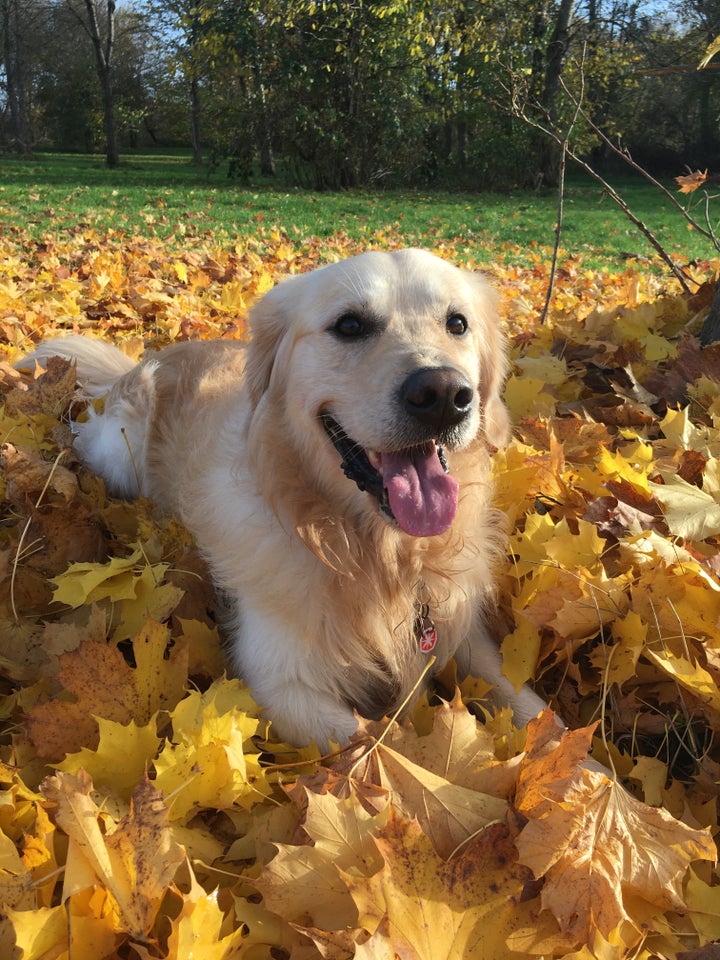 Golden Retriever hund 7 år