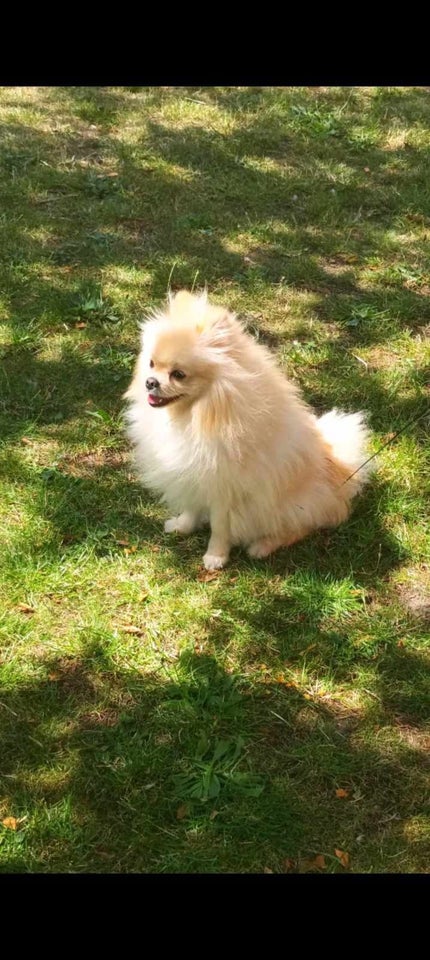 Pomeranian hvalpe 9 mdr