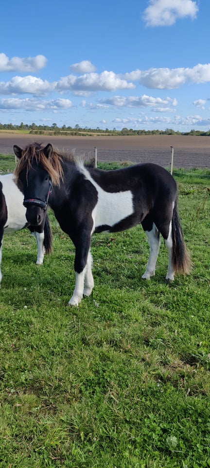 Islænder, hingst, 1 år