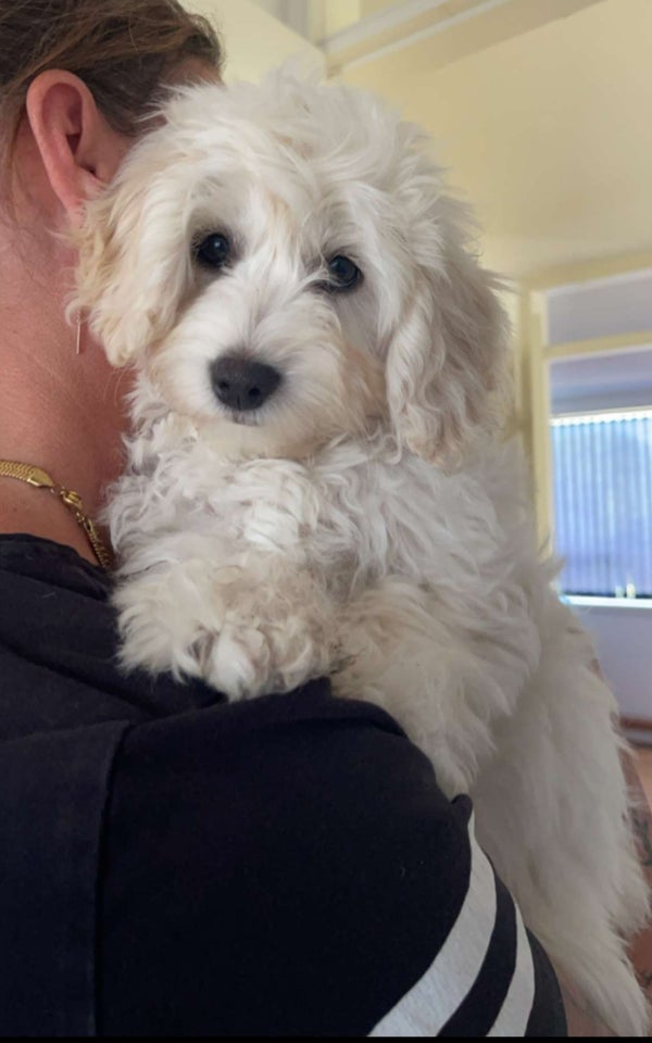 Maltipoo, hvalpe, 12 uger