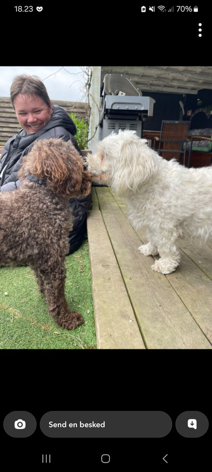 Maltipoo, hvalpe, 12 uger