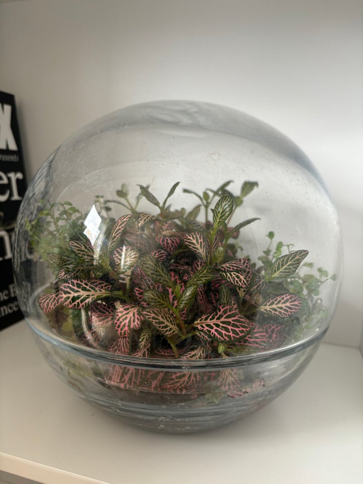 Plante terrarium Green Factory