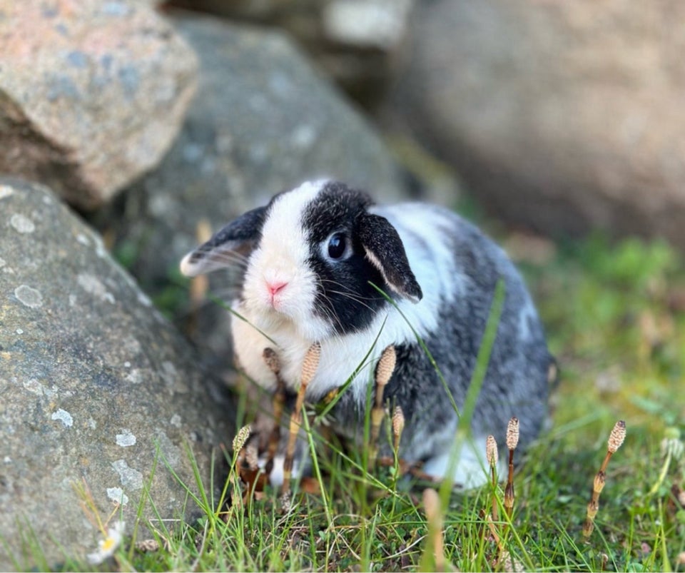 Kanin, Minilop, 2 år