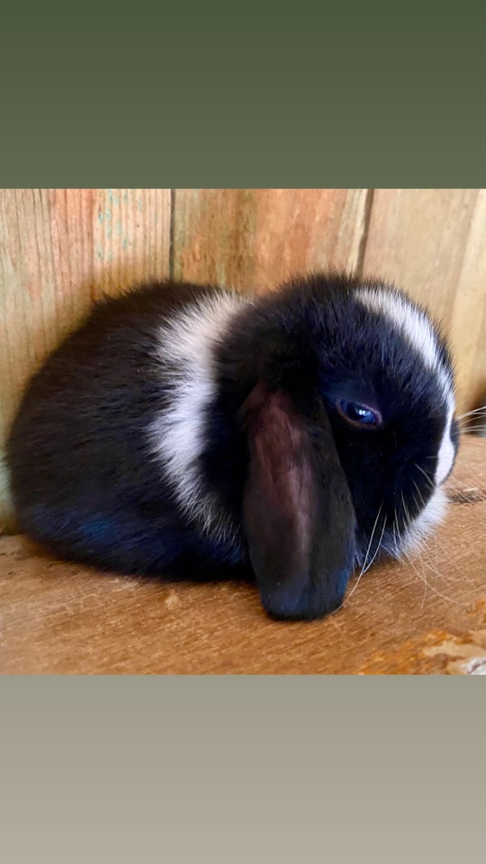 Kanin Mini Lop DRENG 0 år