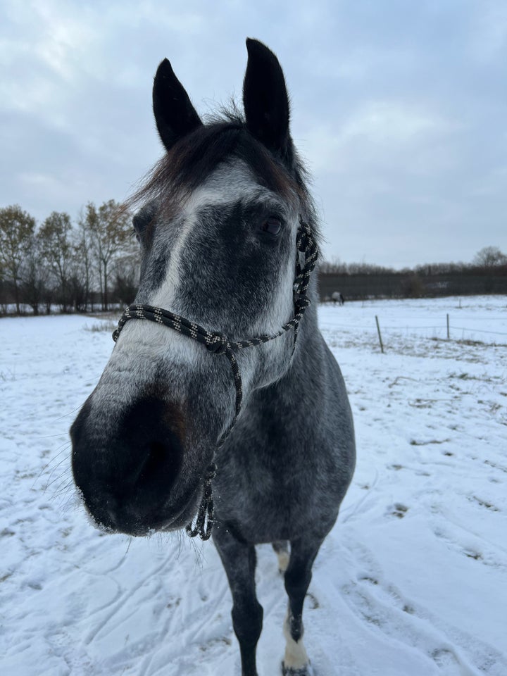 Blanding hoppe 10 år