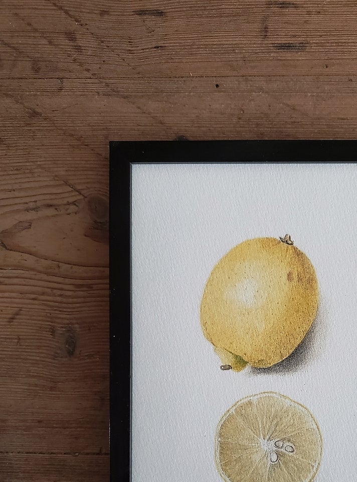 Tryk Citron - Citrus limon motiv: