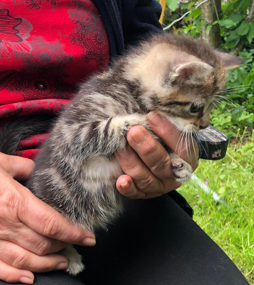 Hankilling Maine Coon blanding 9