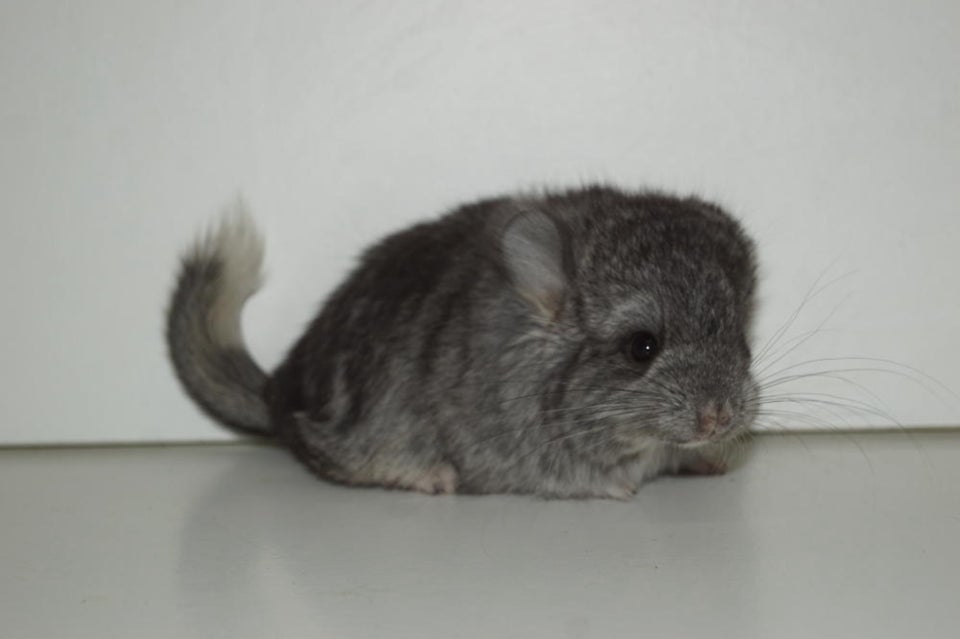 Chinchilla Angora