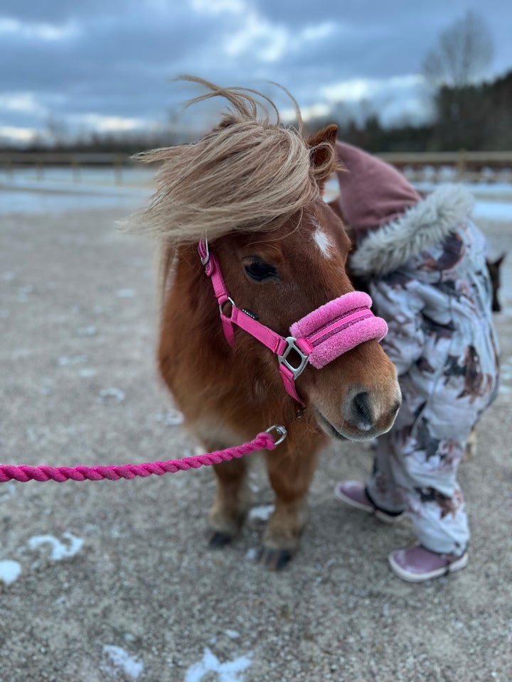 Shetlandspony hoppe 14 år