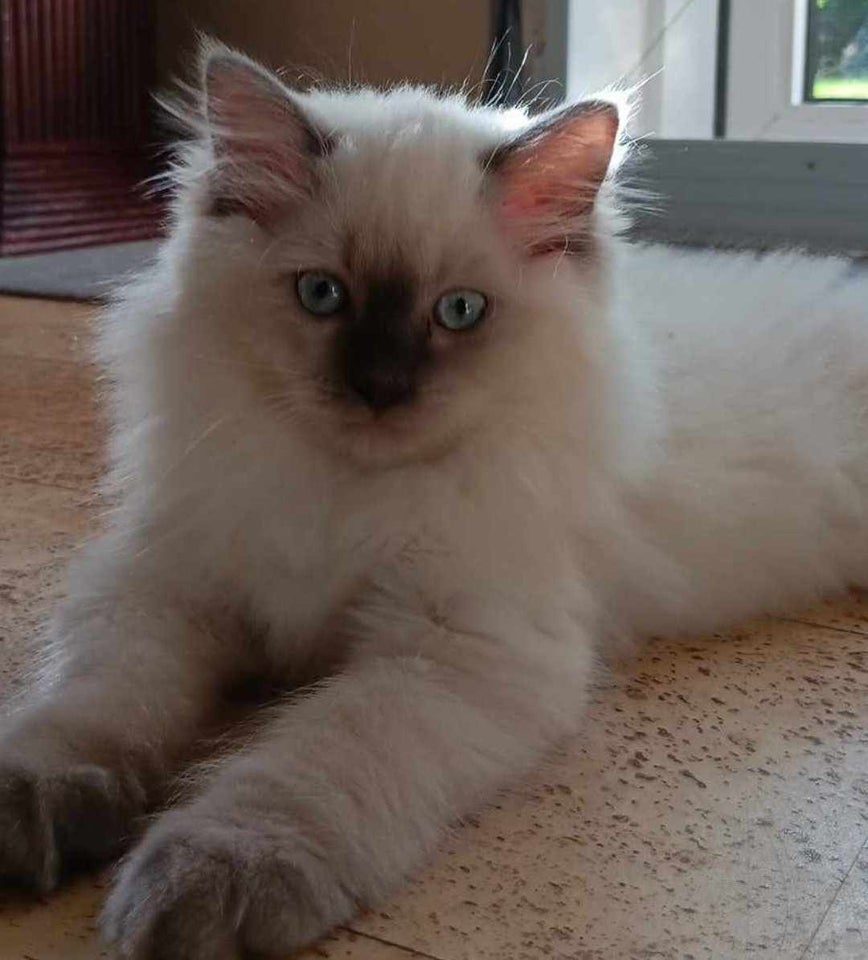 Hunkat, Ragdoll, 12 uger