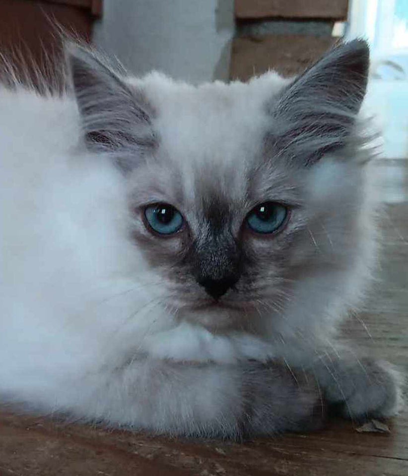 Hunkat, Ragdoll, 12 uger