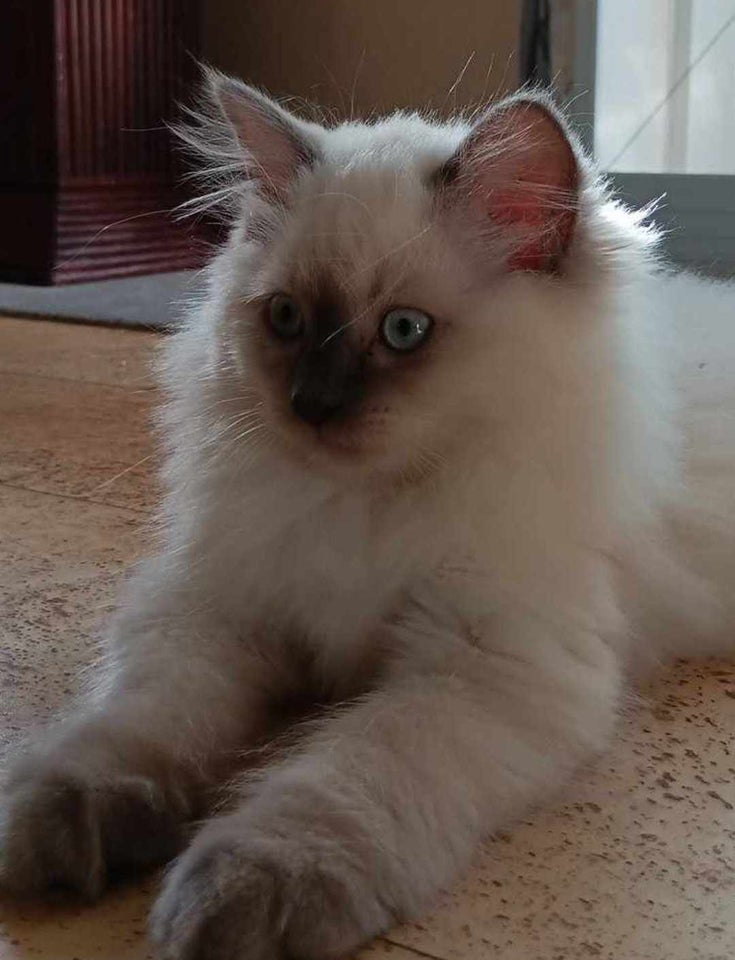 Hunkat, Ragdoll, 12 uger