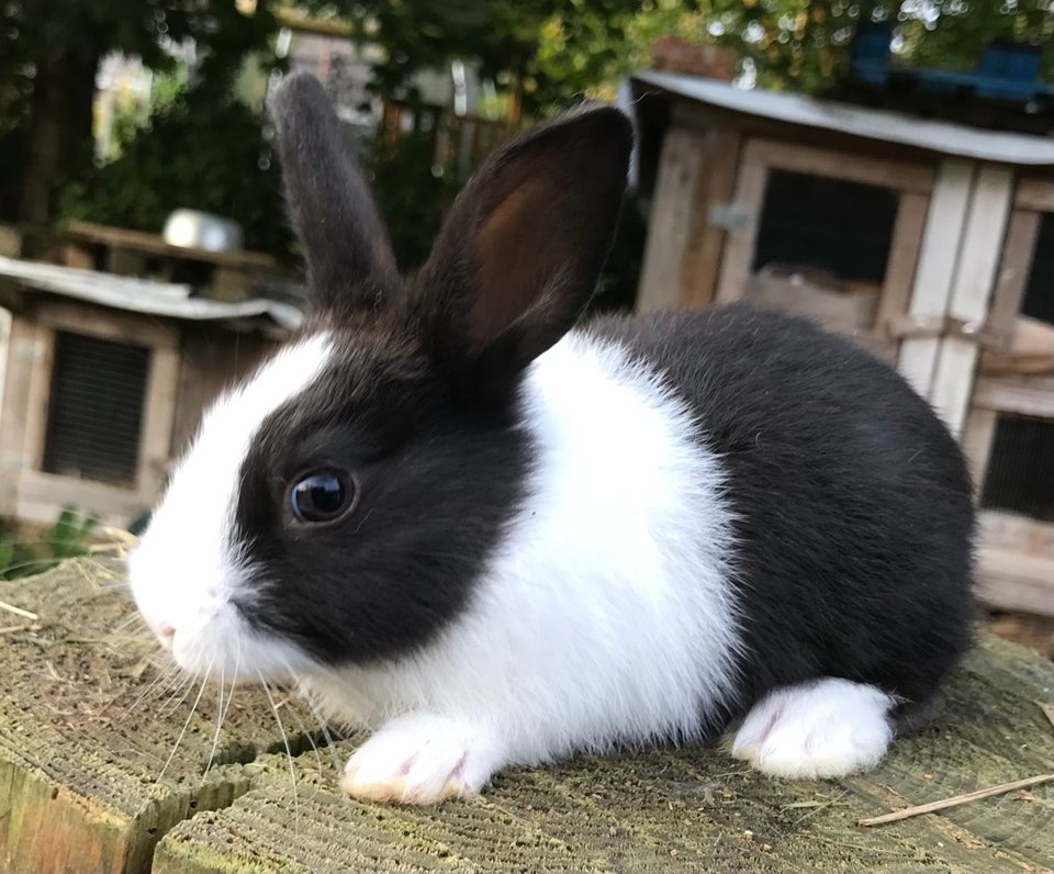 Kanin, HOLLÆNDER HAN SORT, 0 år