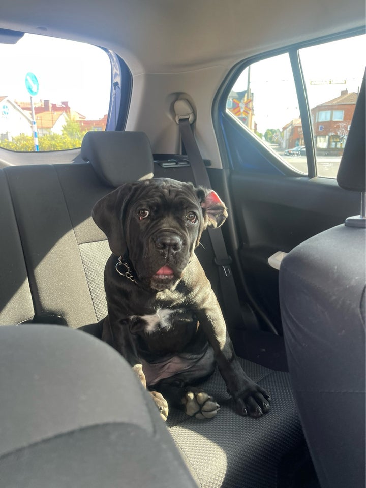 Cane Corso  hvalpe 12 uger