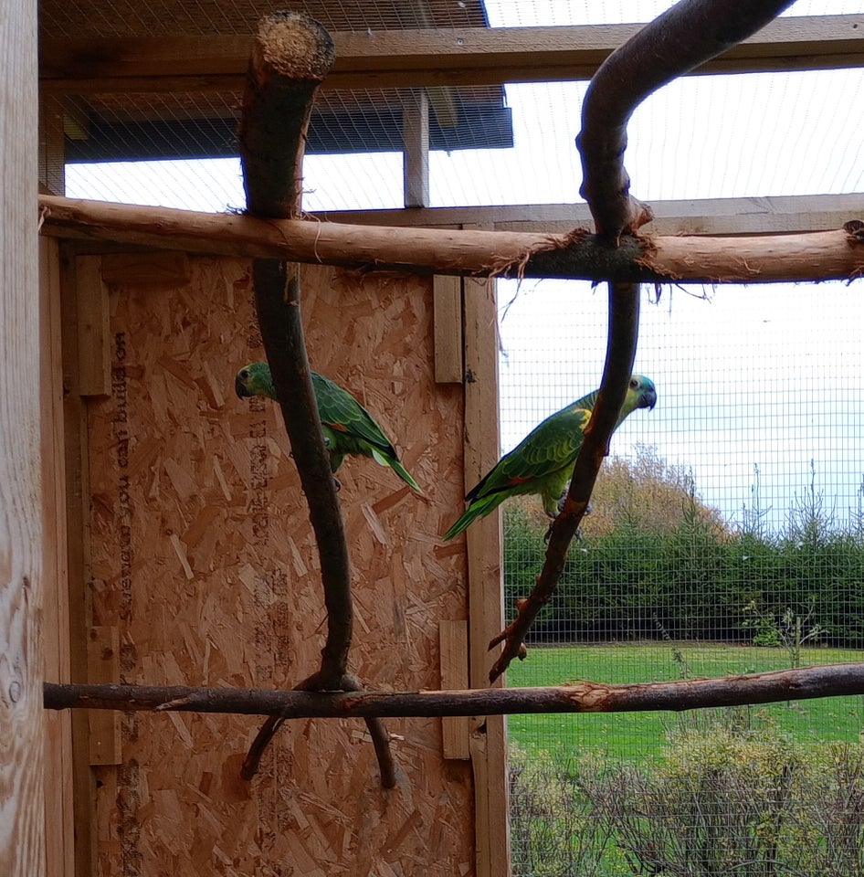 Papegøje, Blåpandet Amazone, 0 år