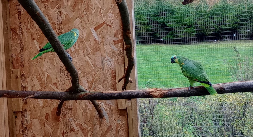 Papegøje, Blåpandet Amazone, 0 år