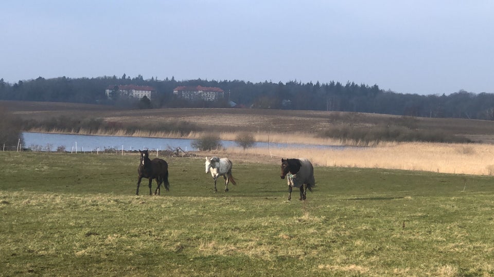 Andet, Egen løsdrift