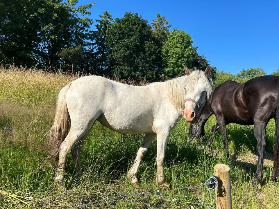 Knabstrupper hoppe 3 år