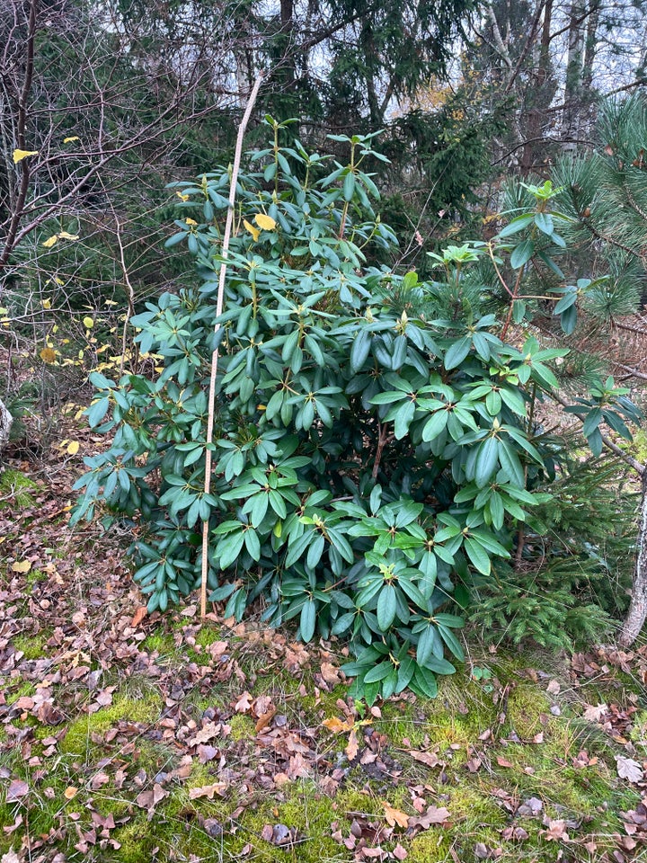 Rhododendron violet