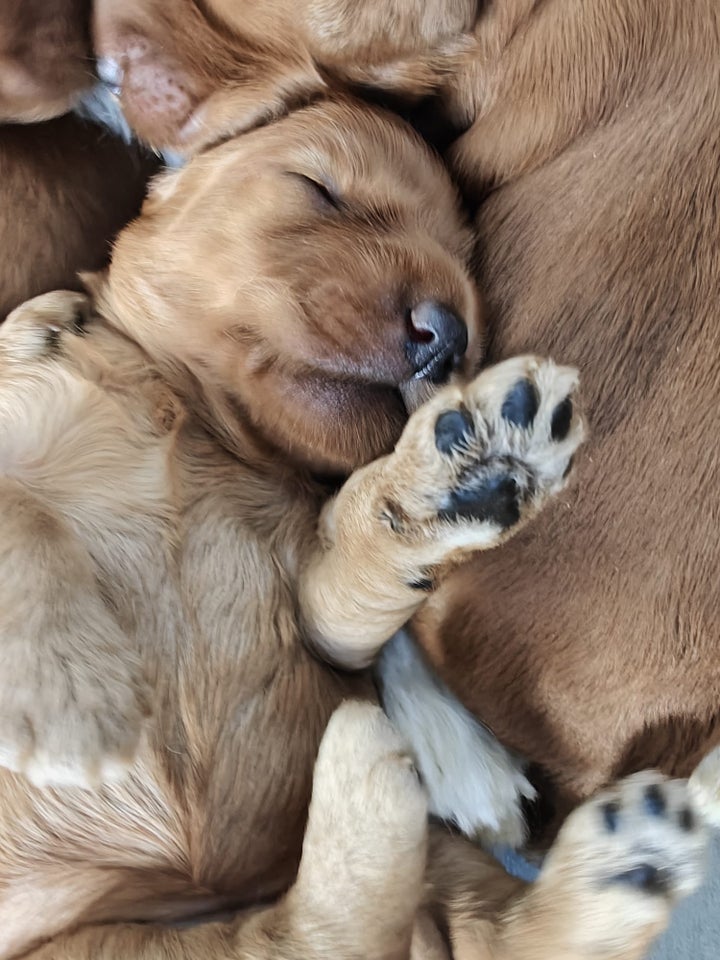 Australsk Labradoodle hvalpe 2