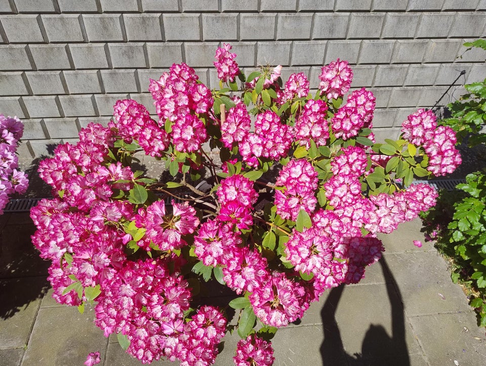 Rhododendron Germania