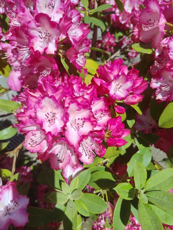 Rhododendron Germania