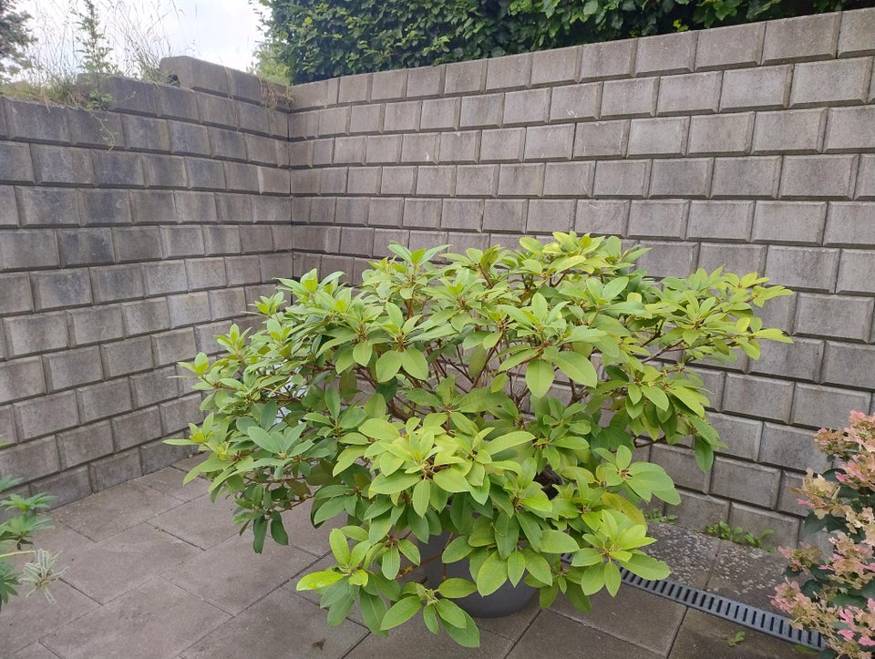 Rhododendron Germania