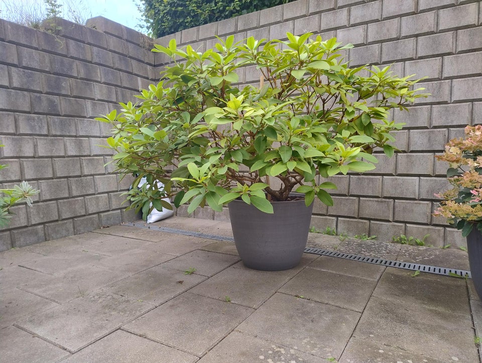 Rhododendron Germania