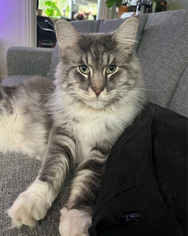 Hankat Mainecoon 2 år