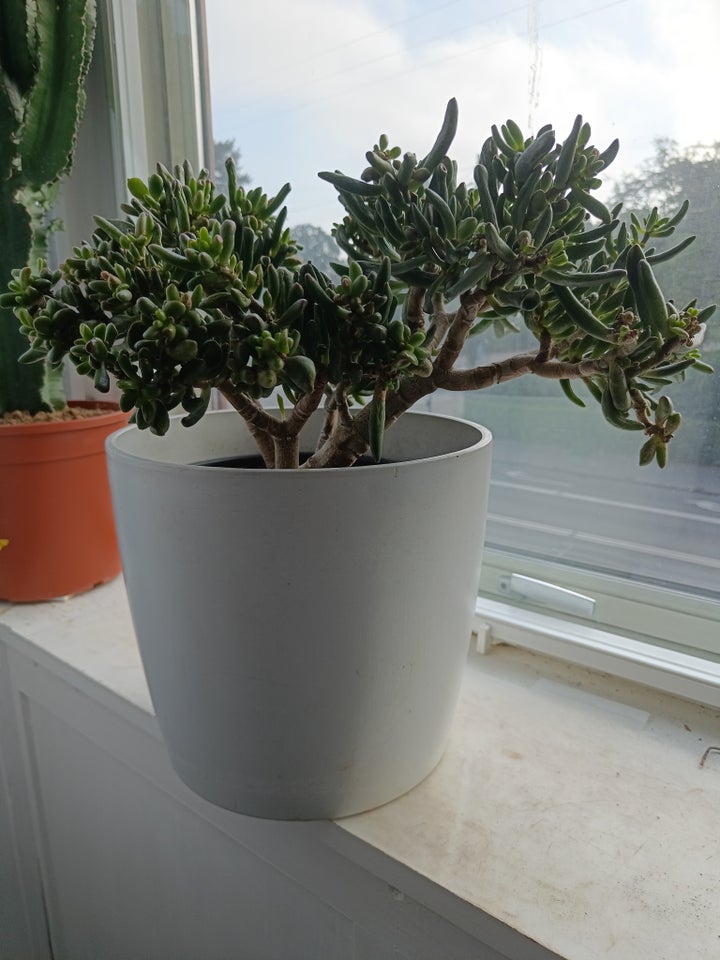 Sukkulent, Crassula