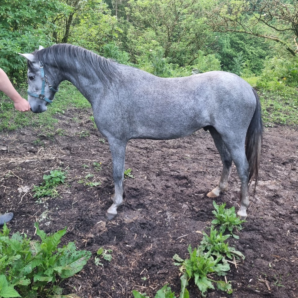 Welsh hingst 2 år