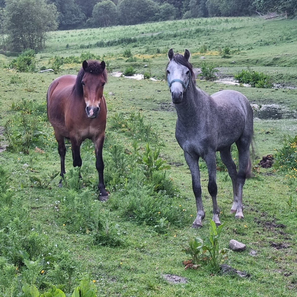 Welsh hingst 2 år