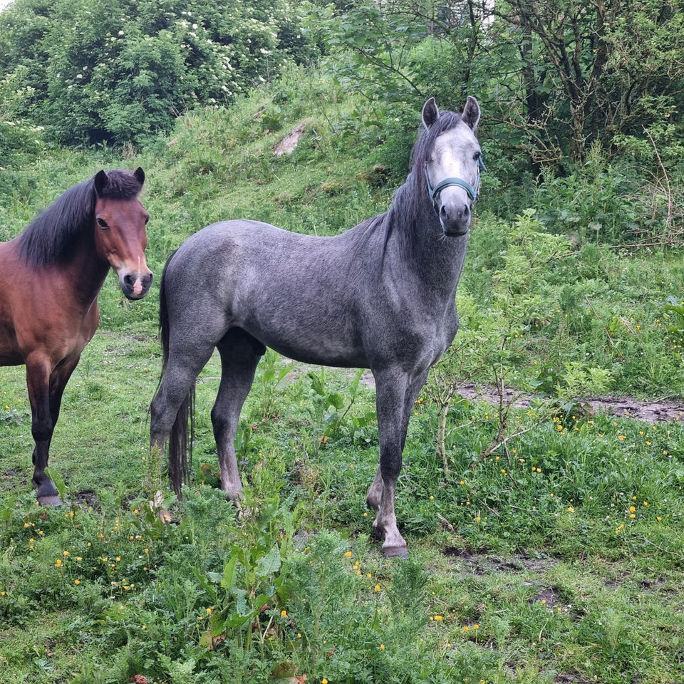 Welsh hingst 2 år