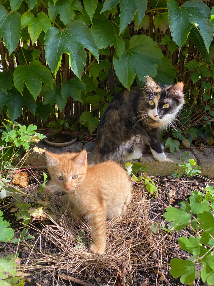 Halv Maine Coon killing