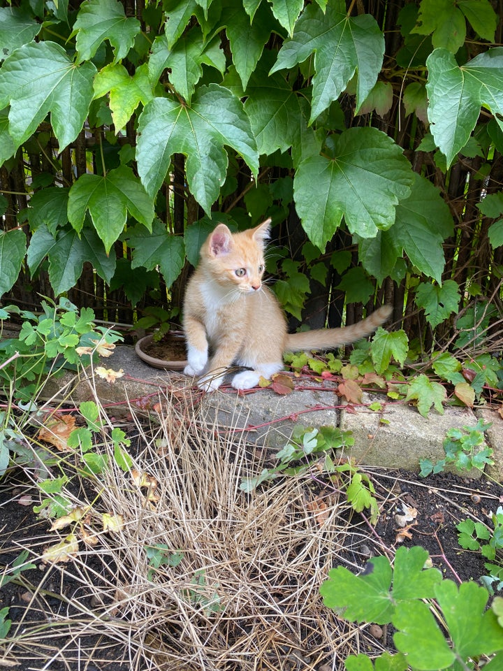 Halv Maine Coon killing