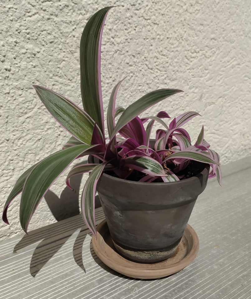 Stueplante Tradescantia