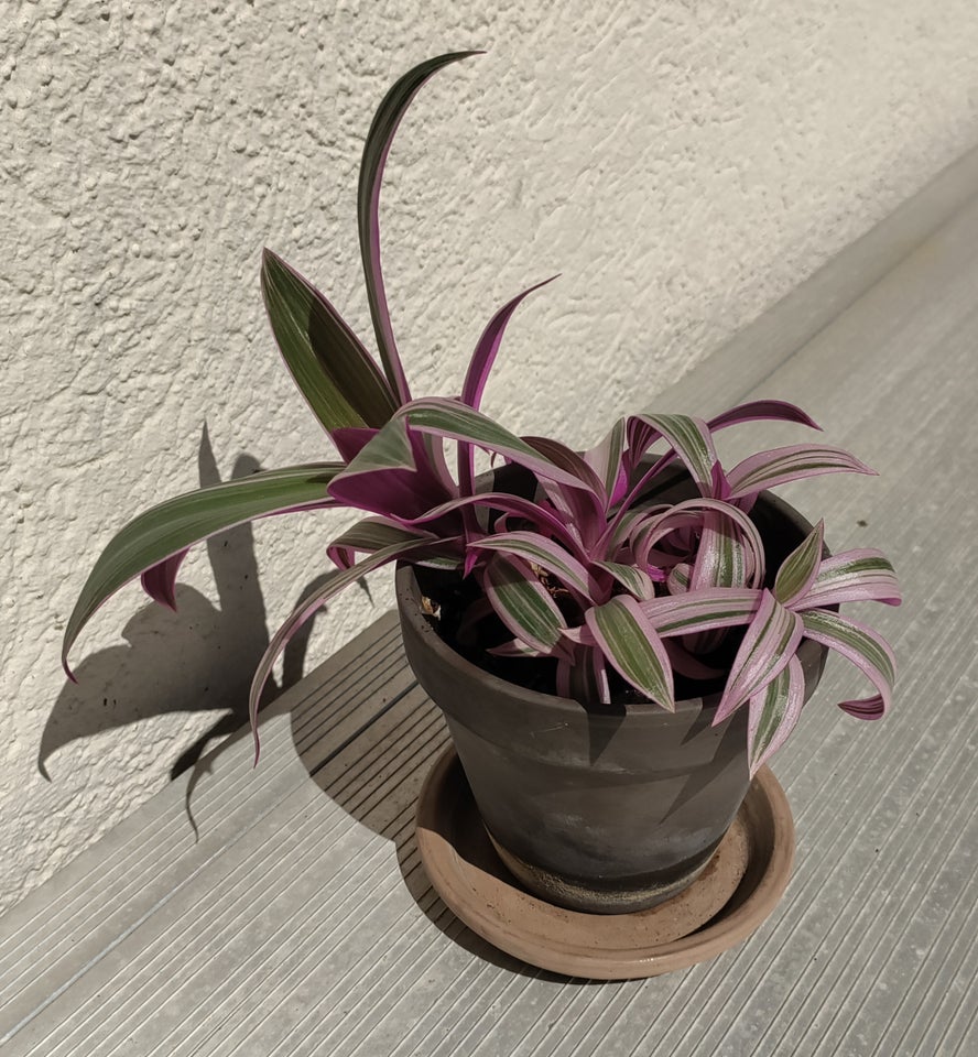 Stueplante Tradescantia