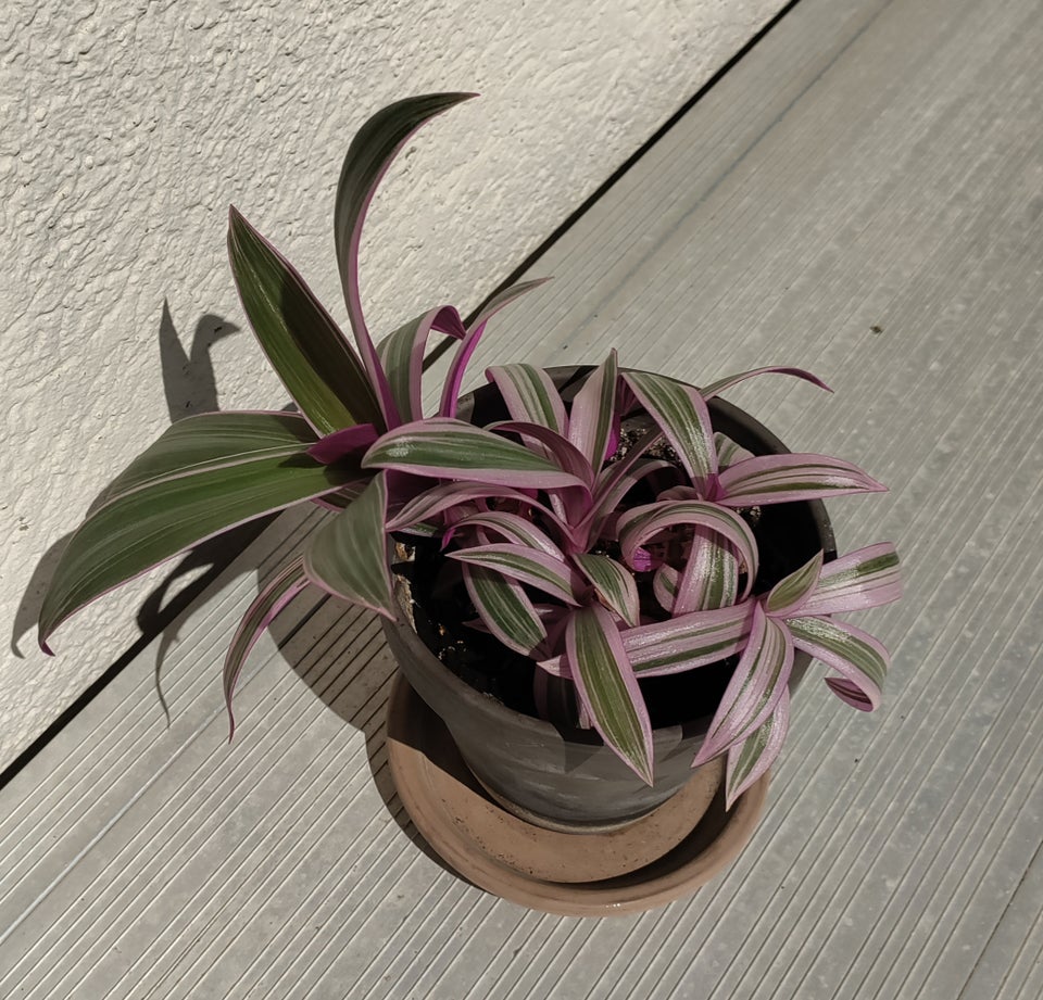 Stueplante Tradescantia