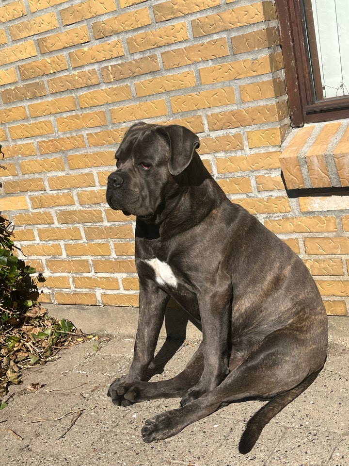 Cane Corso Italiano sælges