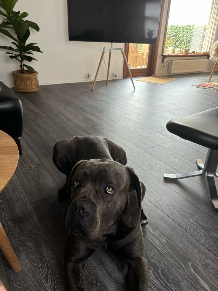 Cane Corso Italiano sælges