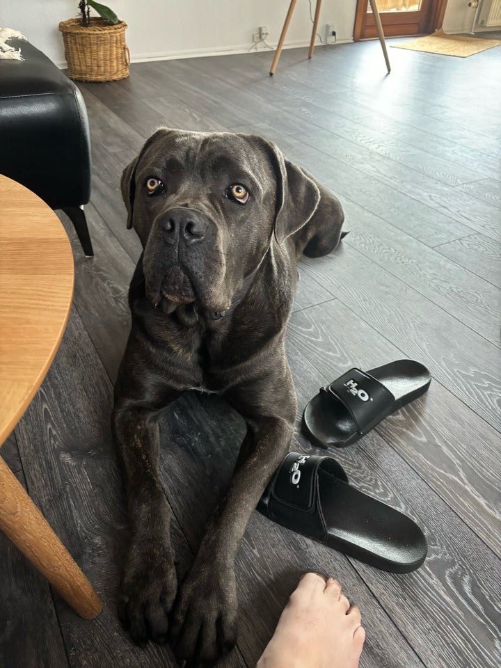 Cane Corso Italiano sælges