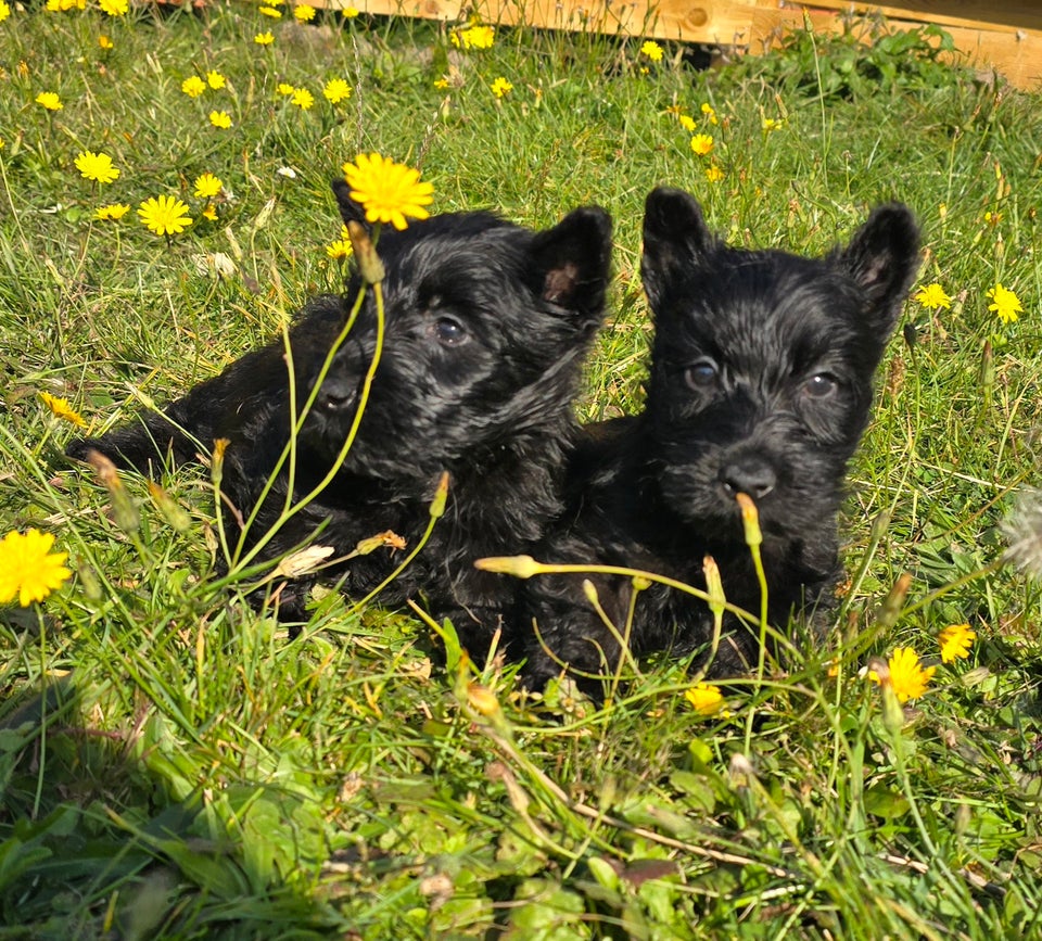 Skotsk terrier hanhund 6 uger