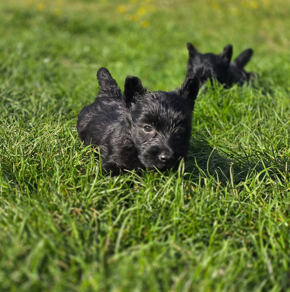 Skotsk terrier hanhund 6 uger