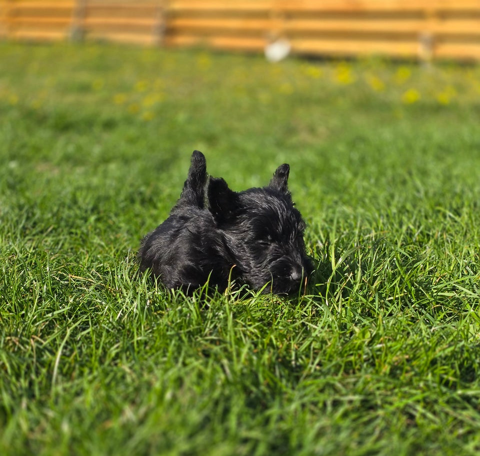 Skotsk terrier hanhund 6 uger