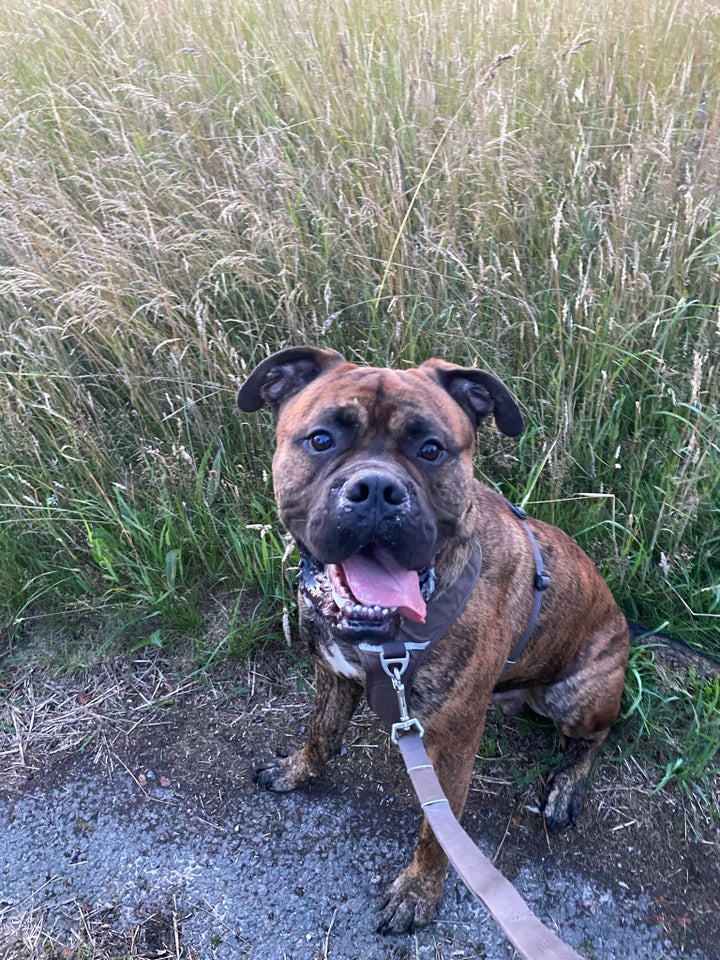 Cane Corso / Bullmastiff hund 7 år