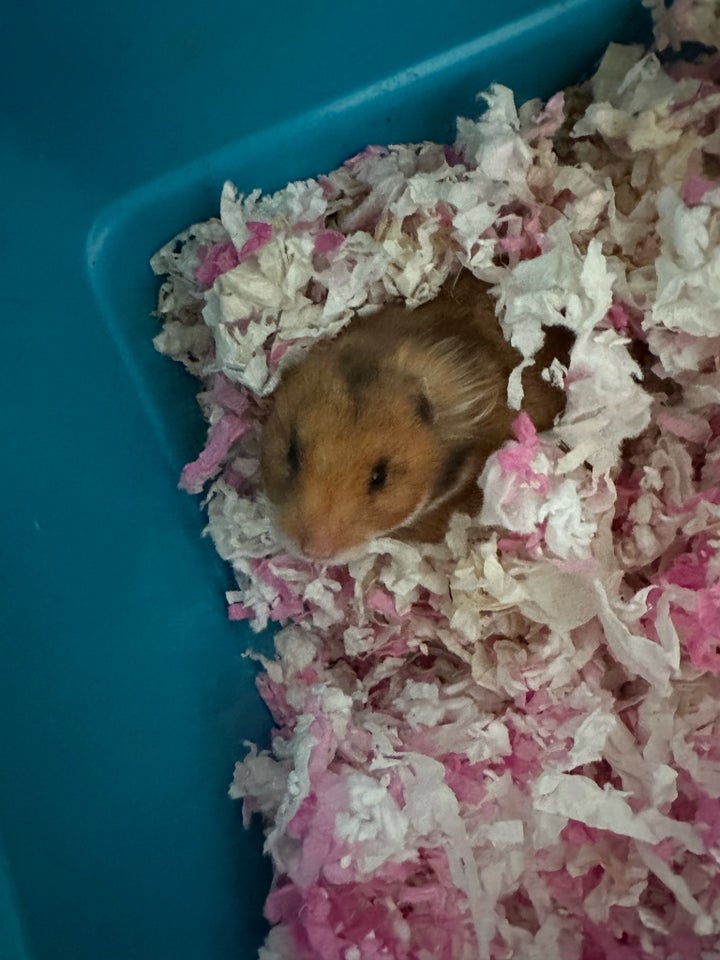 Hamster, Guldhamster, 0 år